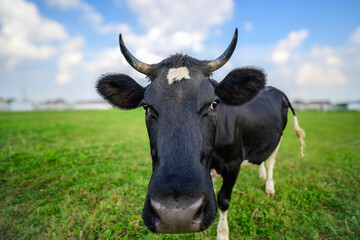Black and white cow pasture on greenfield in summer day.
