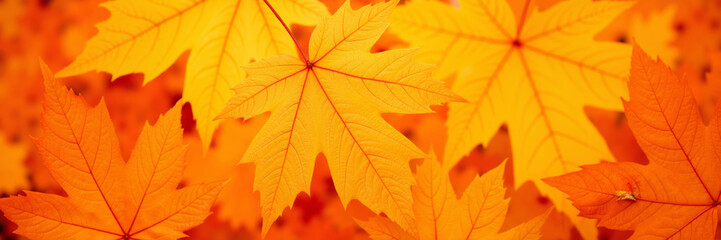 Fototapeta premium Bright orange and yellow autumn maple leaves in close-up 