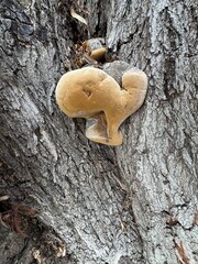 Phellinus igniarius mushroom on the trunk of a tree. Syn. Phellinus trivialis, willow bracket, fire...