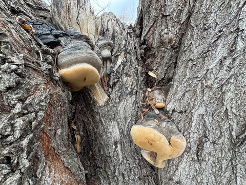 Phellinus igniarius mushroom on the trunk of a tree. Syn. Phellinus trivialis, willow bracket, fire sponge, false tinder or punk ash polypore, or false tinder conk, Fungus family Hymenochaetaceae.
