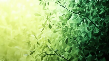 Obraz premium Nature's embrace: Fresh green leaves glowing in soft sunlight bokeh