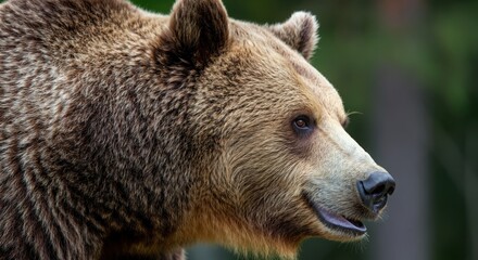 Fototapeta premium Close-up of a bear showcasing its majestic profile and expressive features