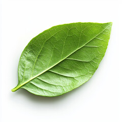 Obraz premium A single, bright green leaf with detailed veins, presented on a clean white background.