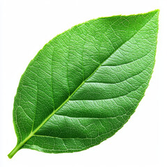 Obraz premium Detailed close-up of a vibrant green leaf, showcasing intricate vein patterns and texture against a clean white backdrop.