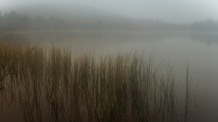 Misty Morning Over Still Lake with Tall Reeds and Faint Forest Silhouettes in Tranquil Wilderness