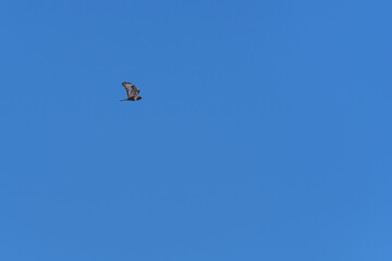 A beautifully soaring falcon against the blue sky