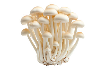 White Enoki mushroom isolated on a white transparent background.