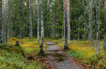 Obraz premium Misty Forest Path with Puddles Winding Through Dense Birch and Pine Trees in Autumn Wildernes