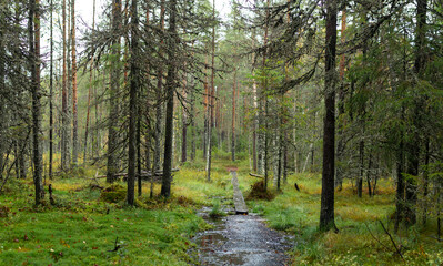 Narrow Wooden Boardwalk Crossing Wetland in Dense Misty Forest with Lush Greenery and Tall Pines