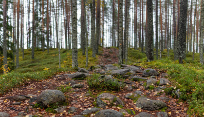 Rocky Forest Trail Winding Through Dense Pine and Birch Trees with Mossy Undergrowth