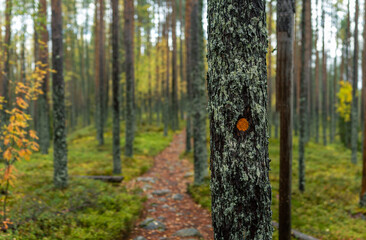 Hiking Trail Marked on Lichen-Covered Tree in Dense Autumn Forest with Mossy Lingeberries Path