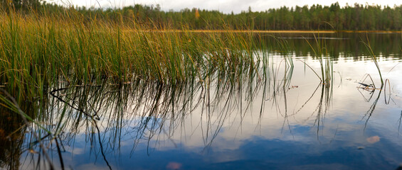 Still Waters Reflecting Sky and Tall Grasses Along Remote Lake Shore in Untouched Nordic Wilderness
