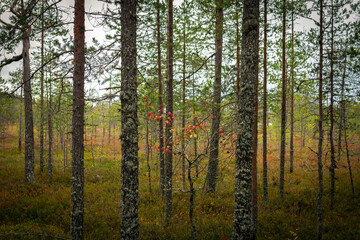 Obraz premium Autumn Boreal Forest with Sparse Pine Trees and Vibrant Red Rowan Leaves in a Nordic Peat Bog