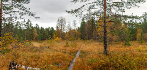 Wooden boardwalk through golden autumn marshland surrounded by pine forest under overcast sky