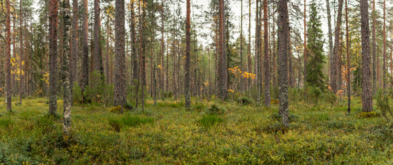 Boreal forest with tall pine trees and lush green undergrowth in serene Nordic wilderness during autumn