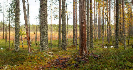 Boreal forest transition into open marshland with autumn foliage and decaying trees in Nordic wilderness