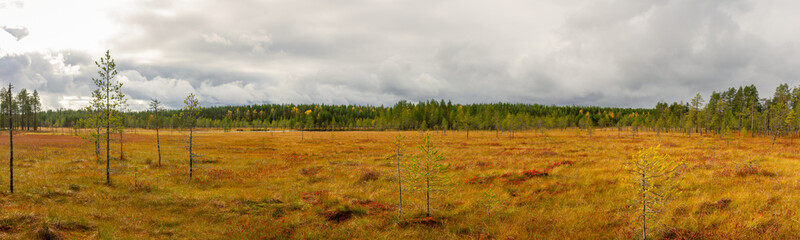 Expansive golden peatland with young pine trees under dramatic cloudy sky surrounded by boreal forest in autumn