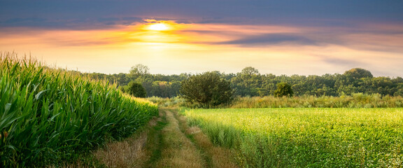 Obraz premium cozy country road among green fields near the forest with a picturesque sky during sunset
