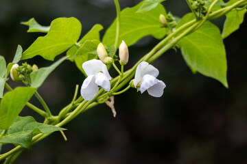 flowering beans, bean stalk with white flowers in the garden on a dark background