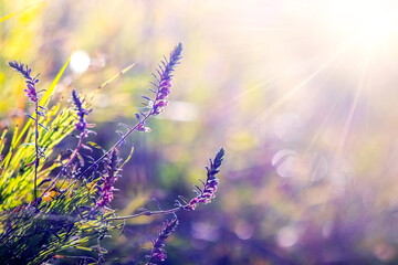lavender field in the rays of the morning sun – delicate purple blooms among green grass, bathed in warm light