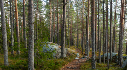 Tranquil forest pathway winding through tall pine trees with scattered boulders in lush woodland setting