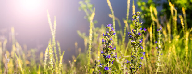 Wild blue flowers and green grass near the river on a sunny day in summer