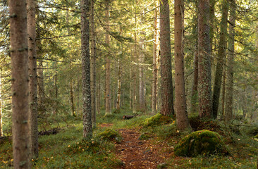 Tranquil forest path meandering through moss-covered ground and towering trees bathed in golden sunlight