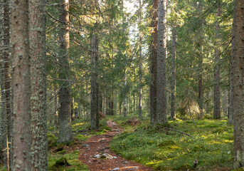 Tranquil forest path winding through lush greenery and towering evergreen trees bathed in warm golden sunlight