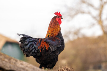 Rooster with brown and black feathers and a proud look on the background of the house