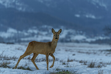 A small, lonely deer walking through the remnants of spring snow