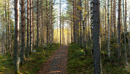 Obraz premium Scenic autumn forest pathway surrounded by tall pine and birch trees under golden sunlight