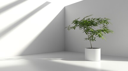 Minimalist plant corner, sunlight