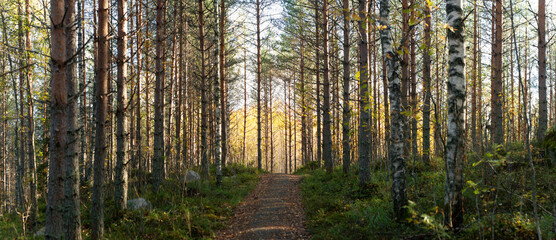 Autumn pathway surrounded by tall pine and birch trees illuminated by golden sunlight in Nordic forest