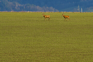 A group of deer wandering through spring meadows in search of fresh grass