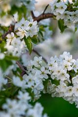 A close up of a flower
