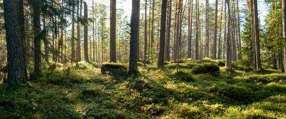 Sunlit Nordic Forest with Tall Pine Trees and Moss-Covered Rocks Creating a Peaceful Wilderness Atmosphere