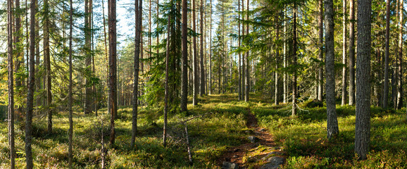 Sunlit Forest Path Winding Through Tall Pine Trees with Mossy Undergrowth in Tranquil Nordic Wilderness