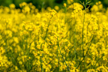 Obraz premium rapeseed blossom, yellow rapeseed flowers in the field