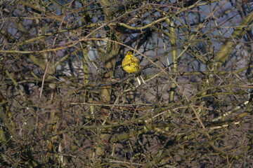 Hidden among the tree branches is a small Bunting