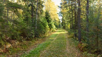 Peaceful Grass Path Through Dense Autumn Forest with Sunlit Foliage and Vibrant Greenery in Nordic Countryside