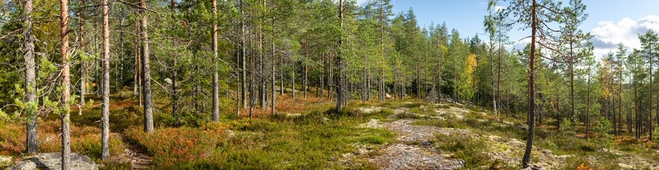 Sunlit Nordic Forest with Sparse Pine Trees, Rocky Terrain, and Vibrant Autumn Undergrowth