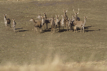 A group of deer wandering through spring meadows in search of fresh grass