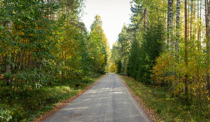 Quiet Country Road Surrounded by Lush Autumn Foliage and Tall Nordic Trees in Rural Wilderness