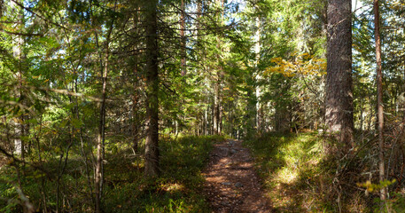 Scenic Forest Path Winding Through Dense Pine and Birch Trees with Soft Sunlight Filtering Through Canopy