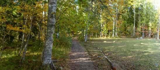 Scenic Forest Trail Surrounded by Birch and Rowan Trees with Sunlight Filtering Through Foliage in Autumn
