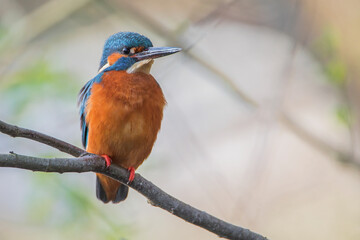 Male Common Kingfisher (Alcedo atthis) on branch, the Netherlands