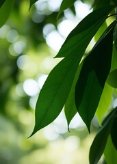 Green leaves with bokeh background bokeh green bokeh green abstract background light bright blur pattern
