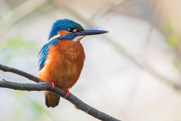 Male Common Kingfisher (Alcedo atthis) on branch, the Netherlands