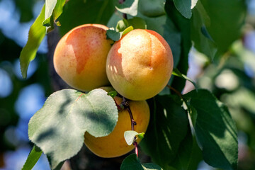 yellow ripe large apricots on a tree in the garden on a sunny day