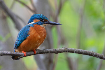 Male Common Kingfisher (Alcedo atthis) on branch, the Netherlands